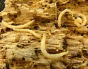 Nematodes penetrans