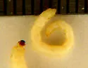 Nematodes penetrans - photo 2