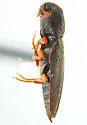 Nematodes penetrans - photo 3