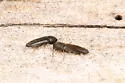 Nematodes penetrans - photo 4