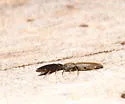 Nematodes penetrans - photo 5