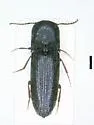 Nematodinus lanieri