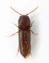 Nematodinus lanieri - photo 2