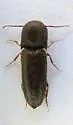Nematodinus lanieri - photo 4