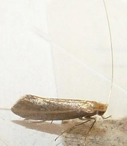 Nematopogon schwarziellus