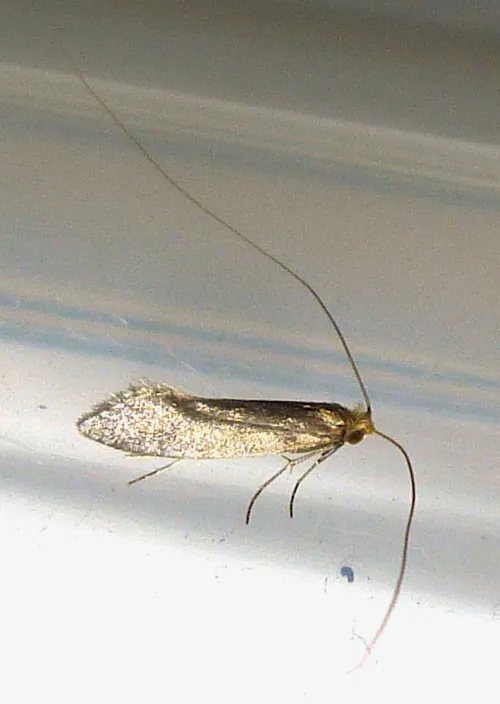 Nematopogon schwarziellus - photo 2