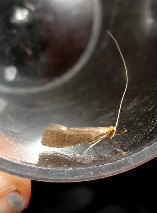 Nematopogon schwarziellus - photo 3
