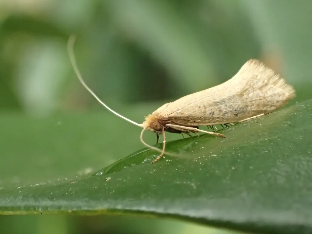 Nematopogon swammerdamella - photo 2