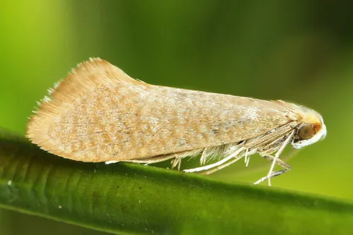 Nematopogon swammerdamella - photo 5