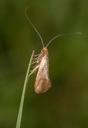 Nematopogon swammerdamella - photo 6