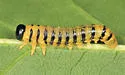 Nematus castaneae
