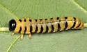 Nematus castaneae - photo 2