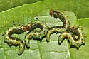 Nematus erythrogaster, or similar