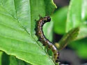 Nematus erythrogaster, or similar - photo 2