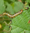 Nematus erythrogaster, or similar - photo 3