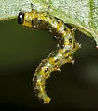 Nematus erythrogaster, or similar - photo 4