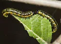 Nematus erythrogaster, or similar - photo 5