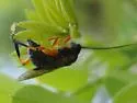 Nematus laticulus - photo 2