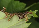 Nematus latifasciatus