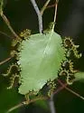 Dusky Birch Sawfly