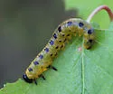 Dusky Birch Sawfly - photo 2