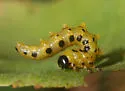 Dusky Birch Sawfly - photo 3