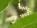 Dusky Birch Sawfly - photo 4
