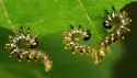 Dusky Birch Sawfly - photo 5