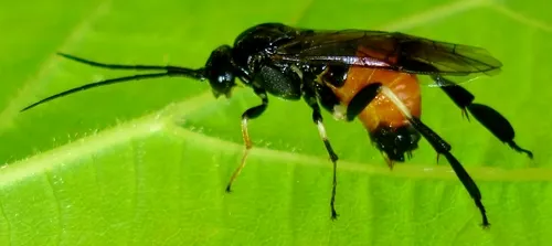 Hazel Sawfly