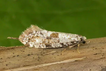 Nemaxera betulinella