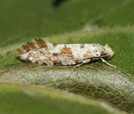 Nemaxera betulinella - photo 2