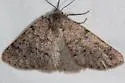 Nemeris speciosa - Hodges#6876