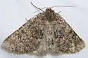 Nemeris speciosa - Hodges#6876 - photo 2