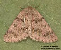 Nemeris speciosa - Hodges#6876 - photo 3