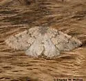 Nemeris sternitzkyi - Hodges#6876.2 - Nemeris sternitzkyi
