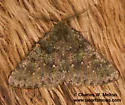 Nemeris sternitzkyi - Hodges#6876.2 - photo 2