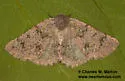 Nemeris sternitzkyi - Hodges#6876.2 - photo 3