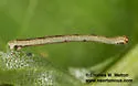 Nemeris sternitzkyi - Hodges#6876.2 - photo 4