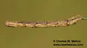 Nemeris sternitzkyi - Hodges#6876.2 - photo 5