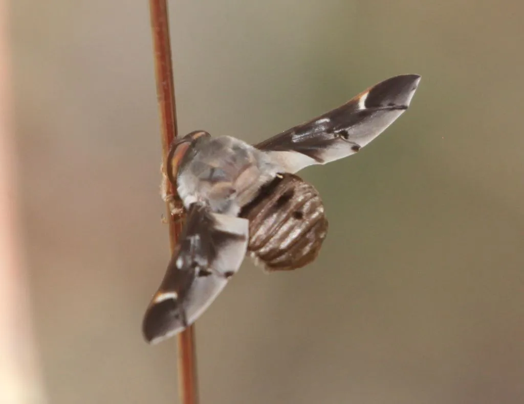 Tangle-veined Flies - photo 2