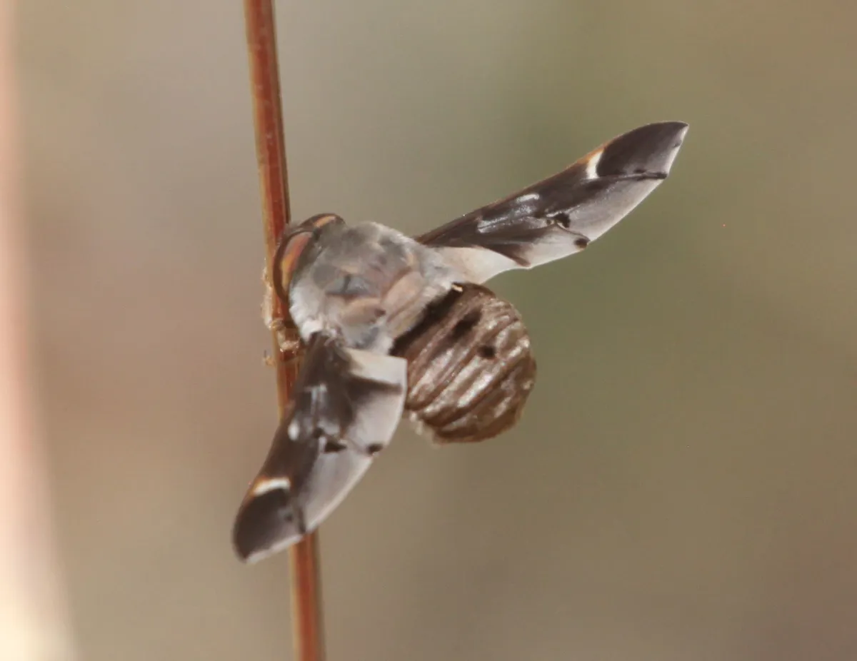 Tangle-veined Flies - photo 3