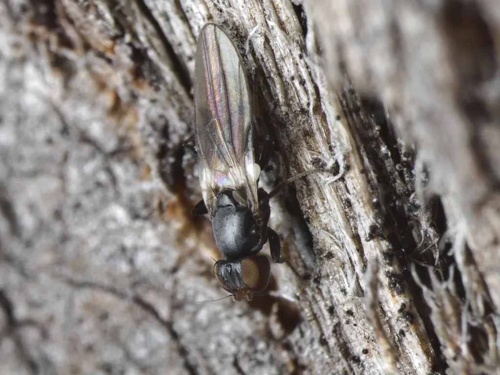 Nobody Flies - photo 2
