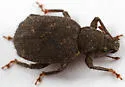 Woods Weevil - Nemocestes incomptus