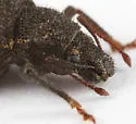 Woods Weevil - photo 3