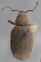 Woods Weevil - photo 4