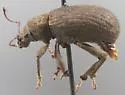 Woods Weevil - photo 5