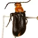 Nemognatha bifoveata