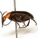 Nemognatha bifoveata - photo 2
