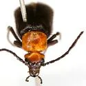 Nemognatha bifoveata - photo 3
