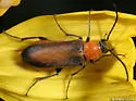 Nemognatha cantharidis